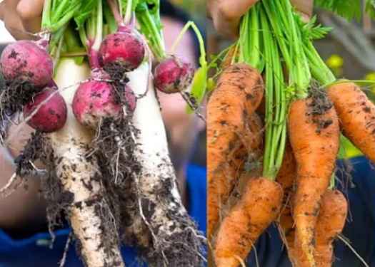 Best Vegetables to Grow in a Raised Bed (root vegetables)