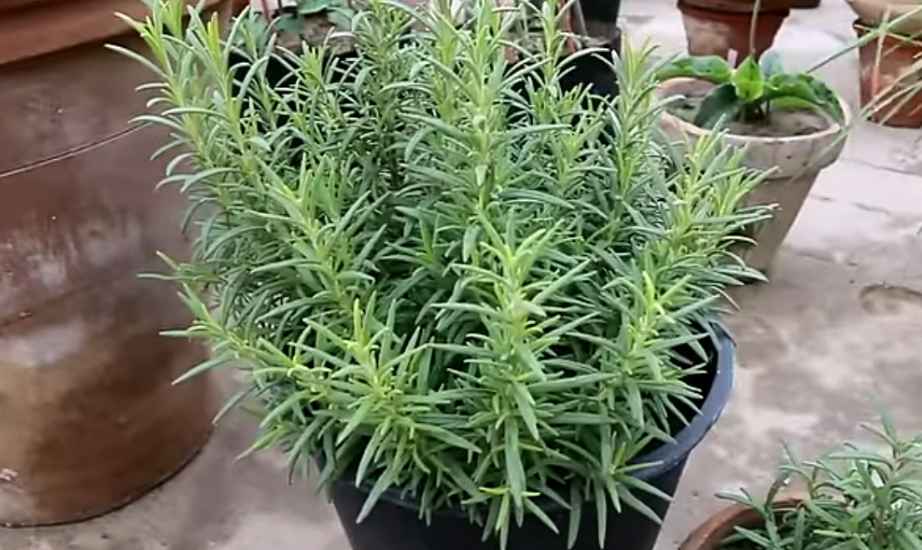 Lavender companion plants (rosemary)