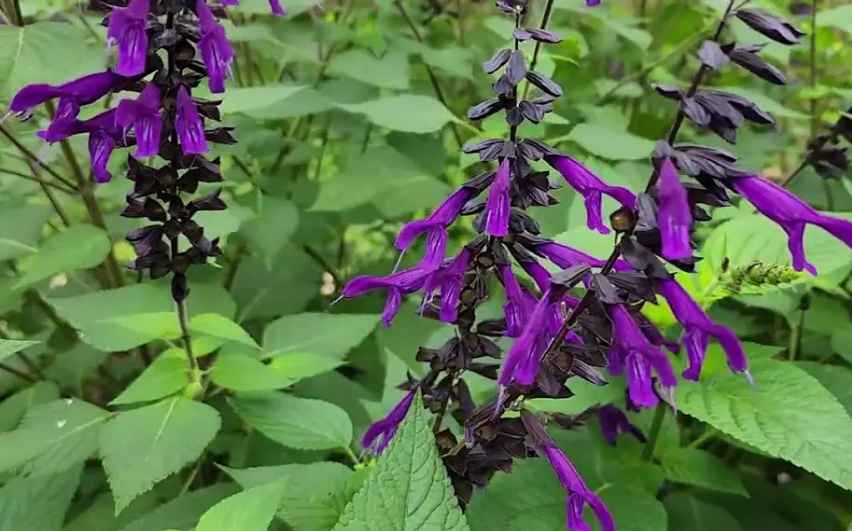 Sage (Salvia officinalis)