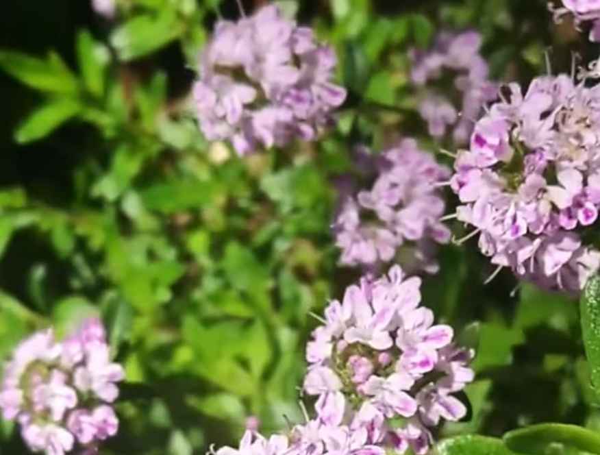 Summer Savory purple flowers