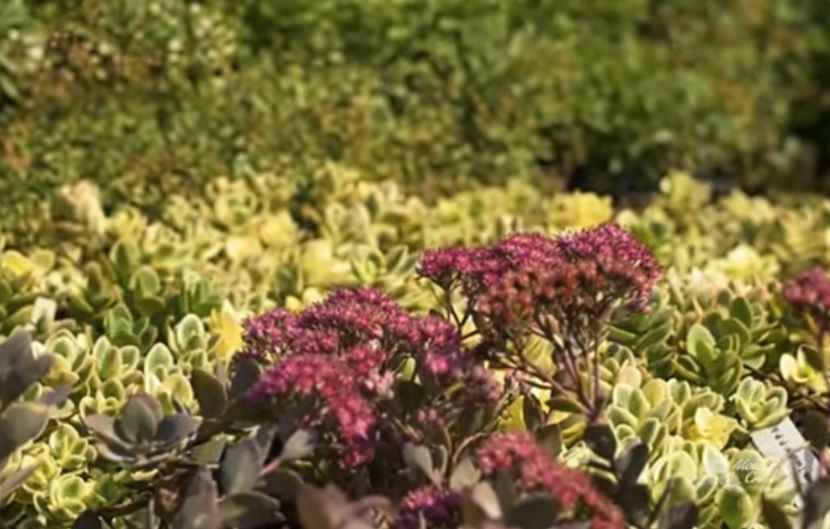 Lavender companion plants (sedums)