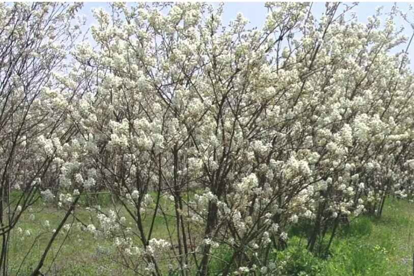 White flowering trees (serviceberry)