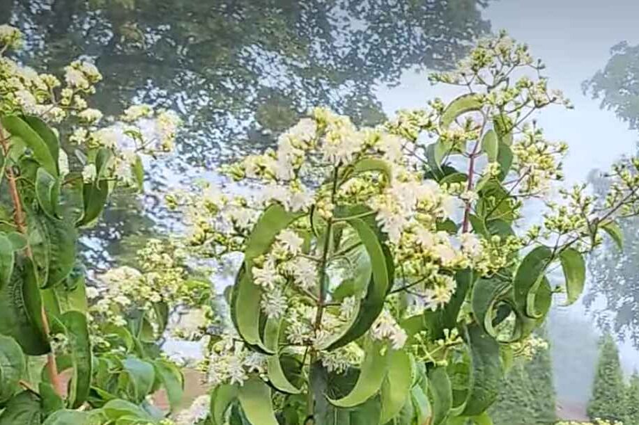 White flowering trees (seven son)