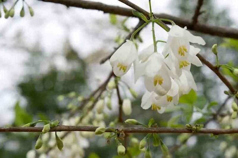 White flowering trees( silverbell)