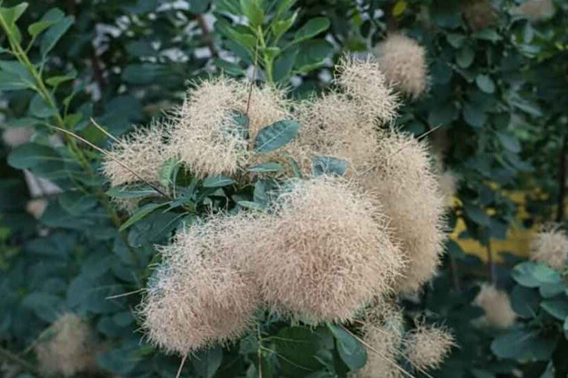 smoke tree