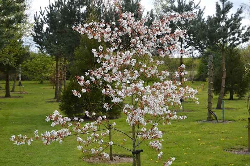 White flowering trees (snowy mespilus)