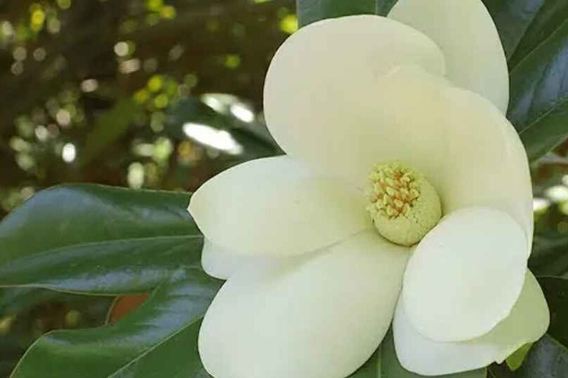 Southern Magnolia