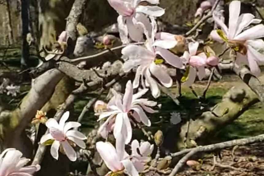 White star magnolia