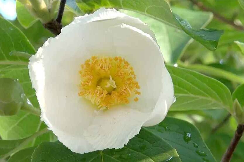 White flowering trees (japanese stewartia)