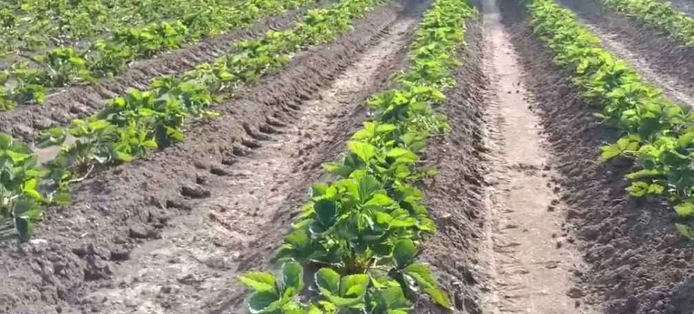 Matted row system for Strawberry 