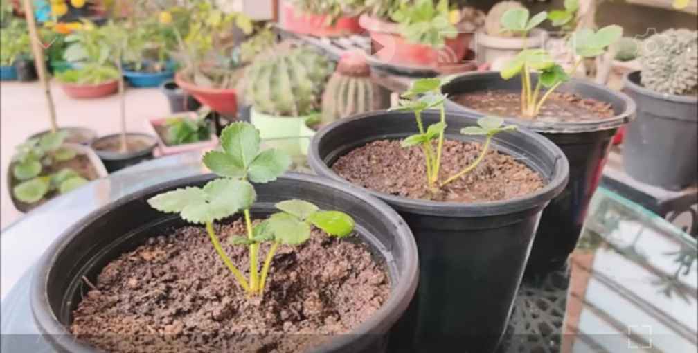 how to grow strawberries from seed