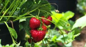 How to Plant a Strawberry Patch