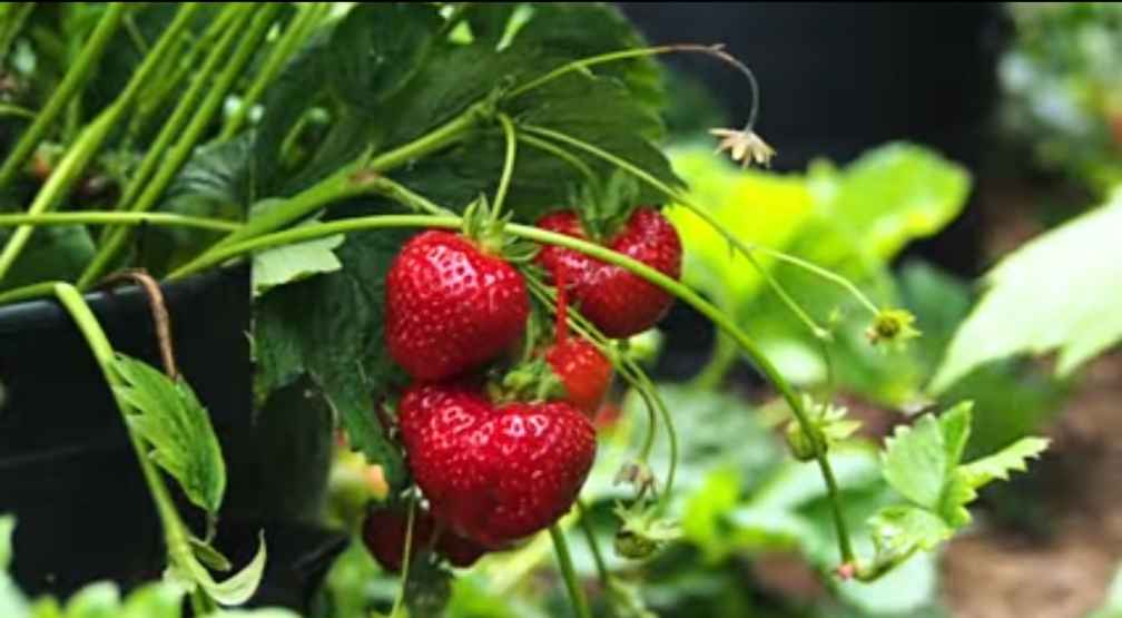 How to Plant a Strawberry Patch: Strawberry Garden