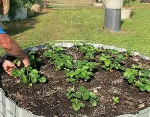 Strawberry Patch in raised bed