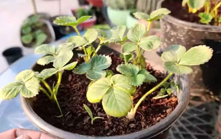 how to grow strawberries from seed