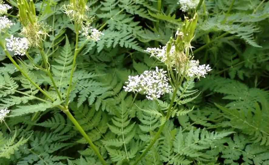 Sweet Cicely