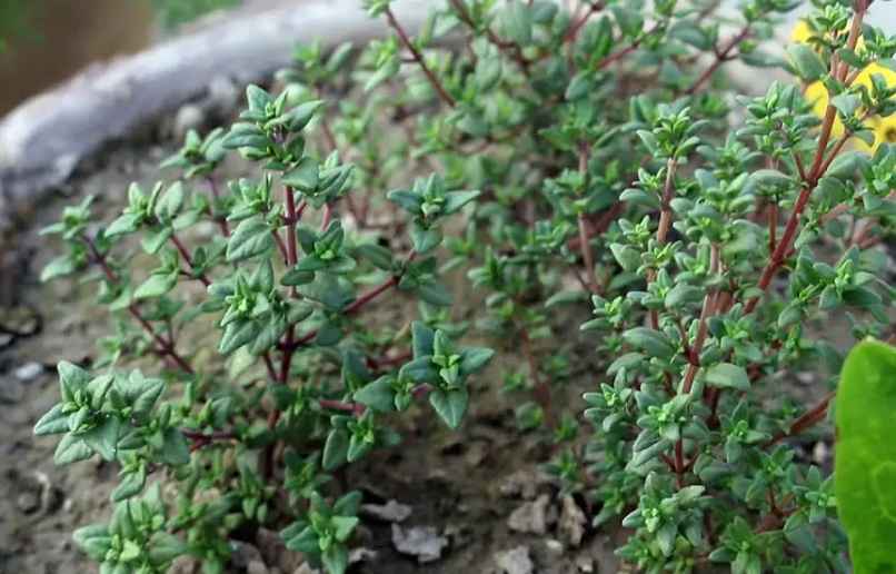 Thyme