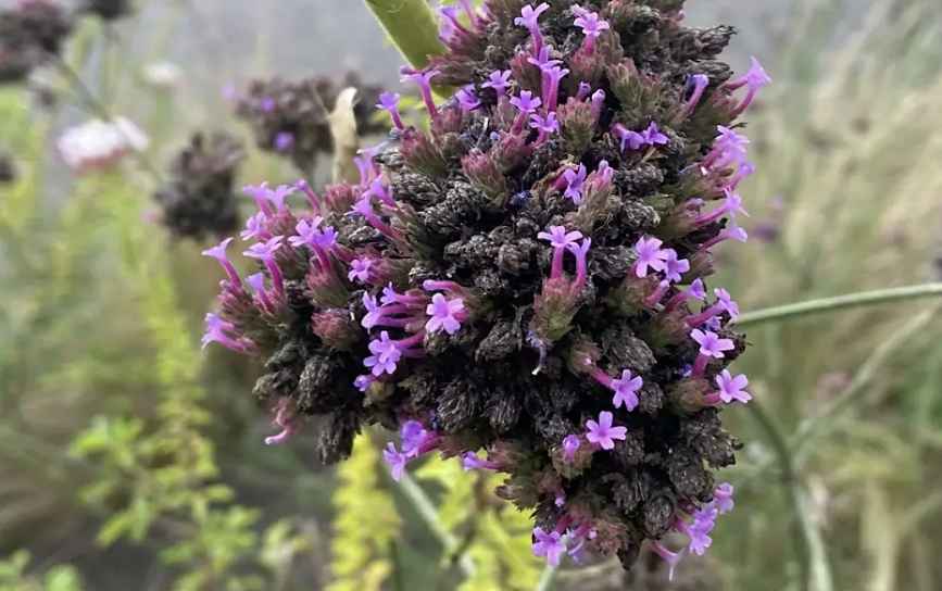 Common Verbena 