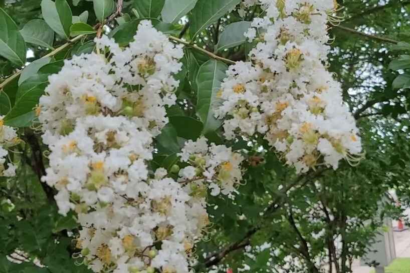 White flowering trees (crape myrtle)