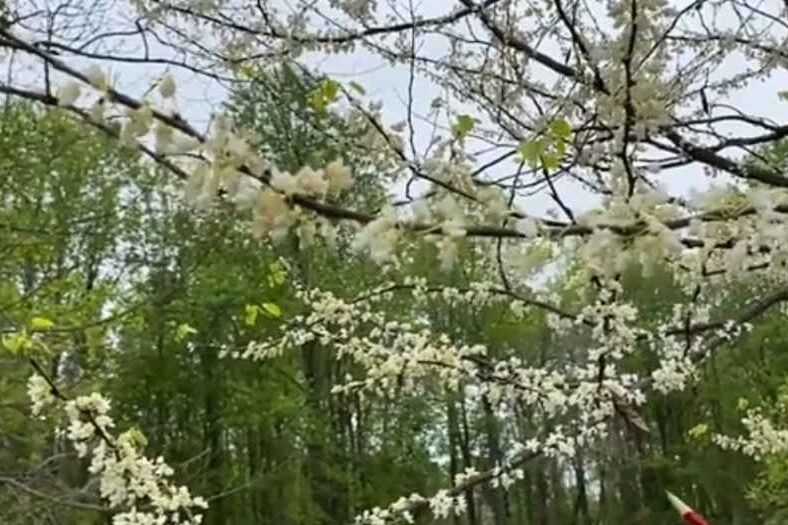 white redbud