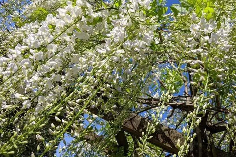 White wisteria