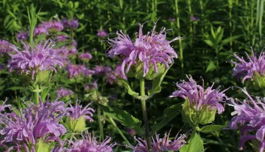 Wild Bergamot