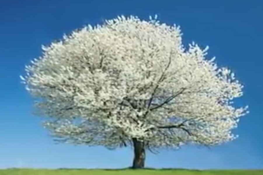 White flowering trees (yashino cherry)