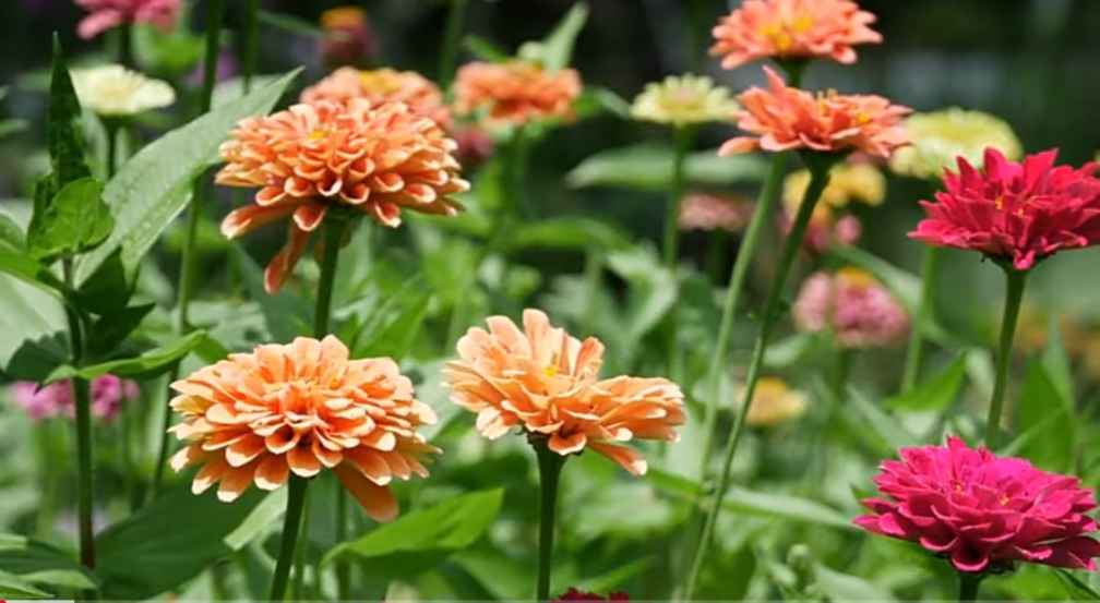 zinnias