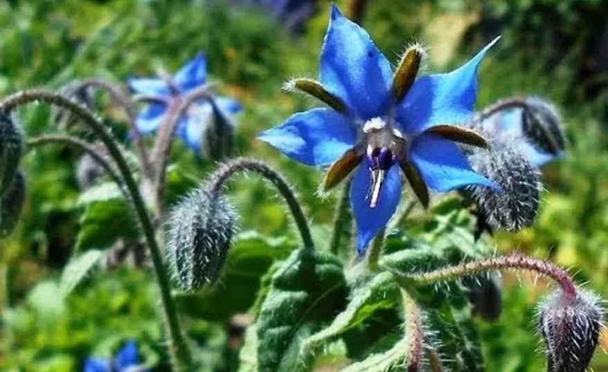 Borage