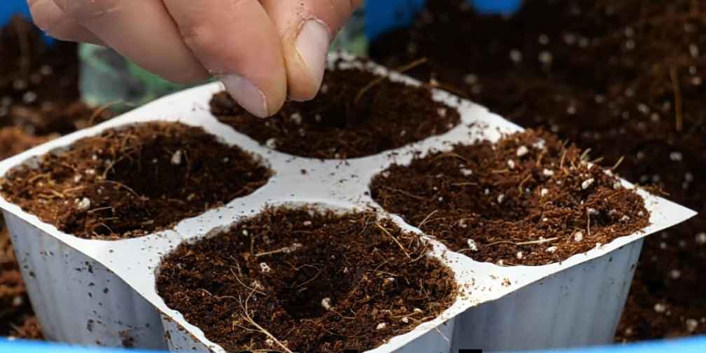 Grow Broccoli in Containers