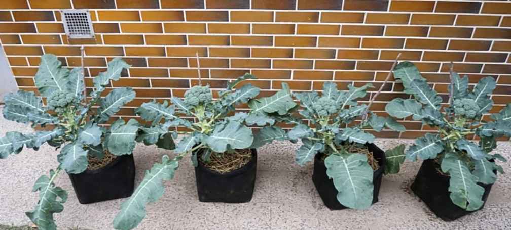 Growing Broccoli in Containers