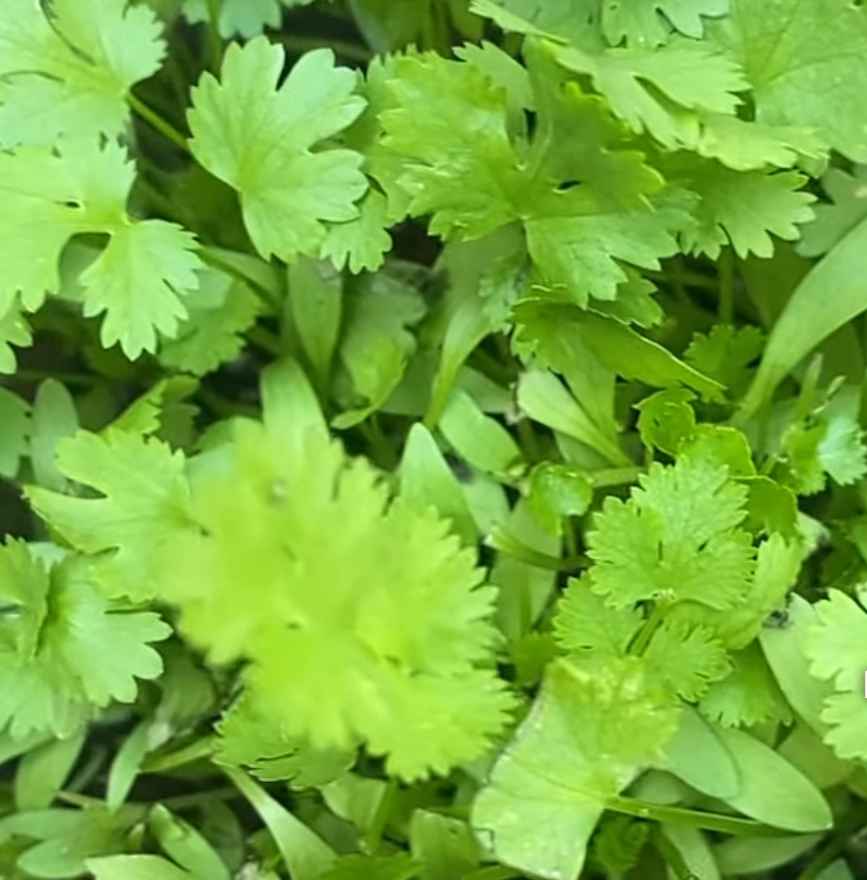 cilantro
