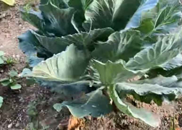 Collard Greens
