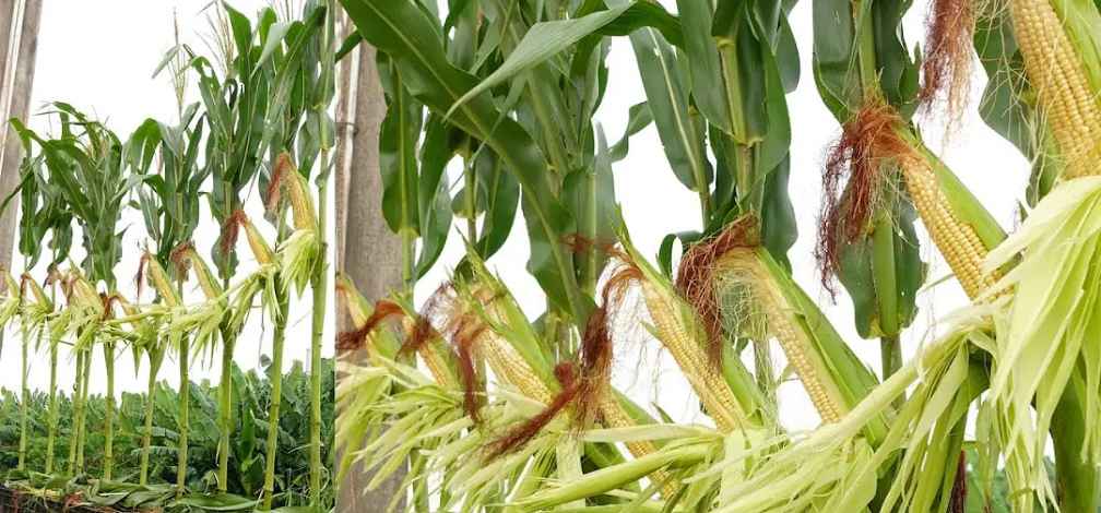 Corn
