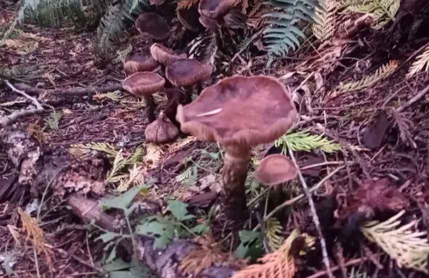 Deadly skullcap