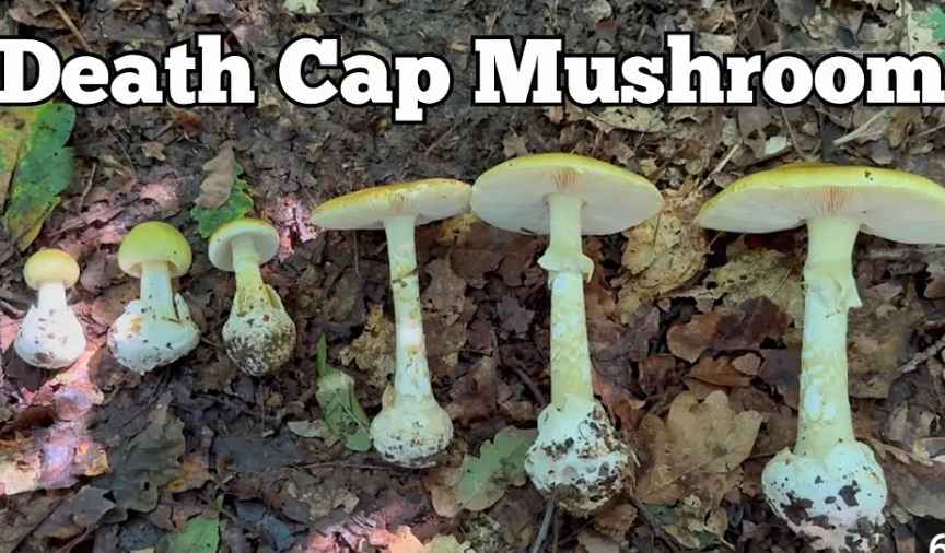 Death Cap mashroom
