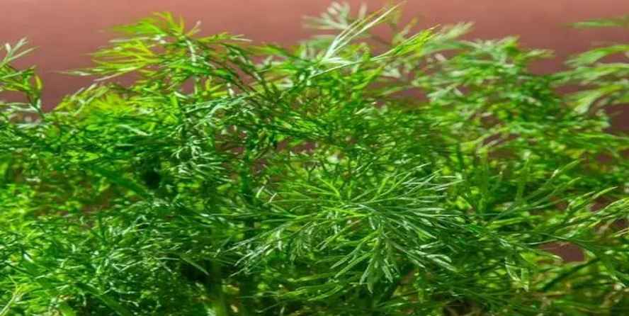 Dill