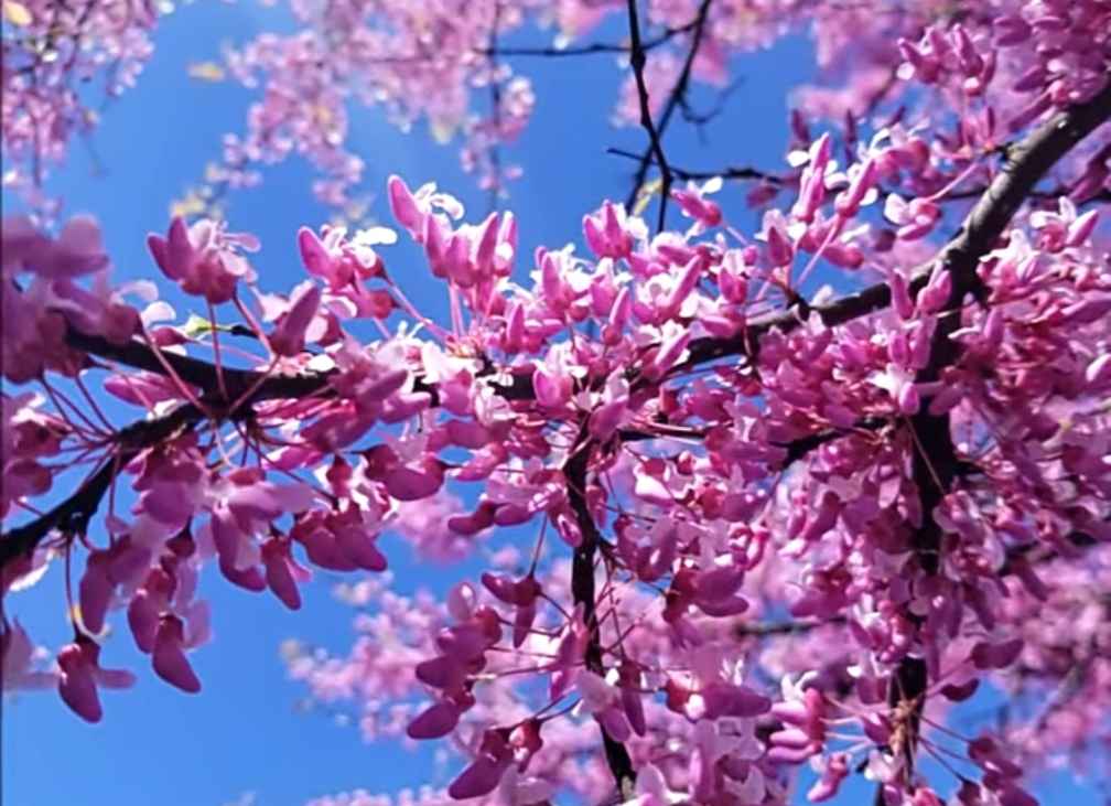 eastern redbud tree