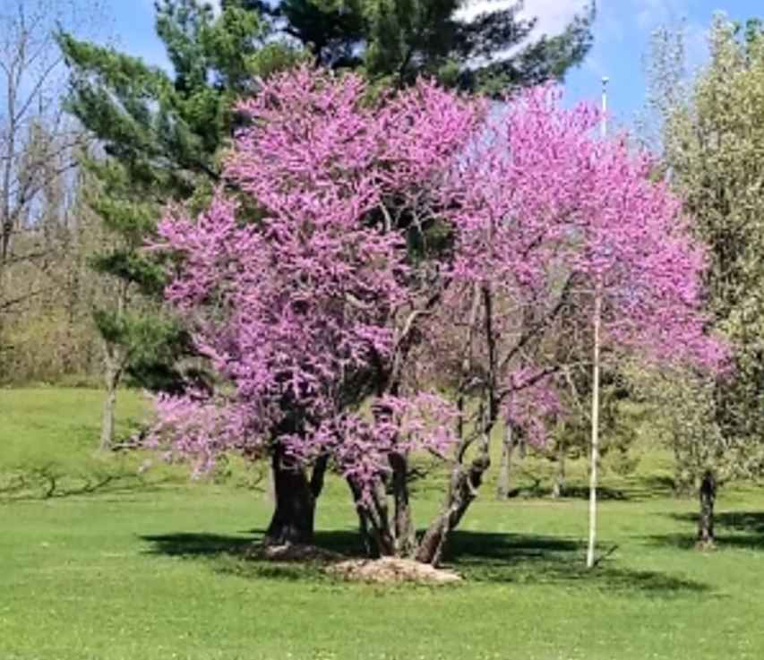 redbud tree
