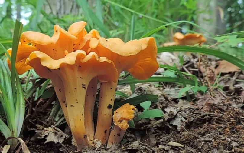 Jack O'Lantern Mushroom