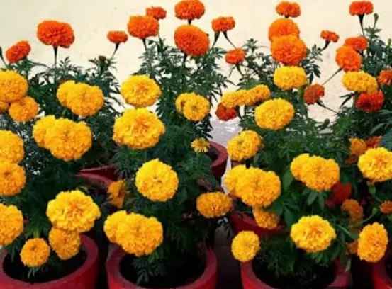 Marigold as Cantaloupe Companion Plants