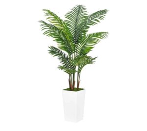 Palmetto vs Palm Tree: The Key Differences