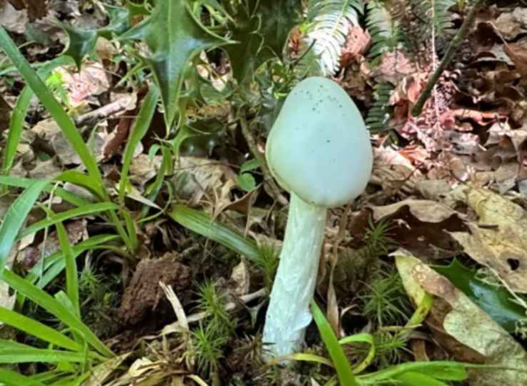 Destroying Angel poisonous mashroom