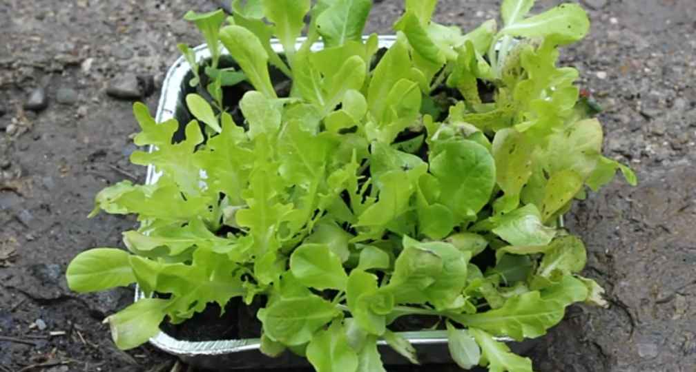 Growing Lettuce in Containers