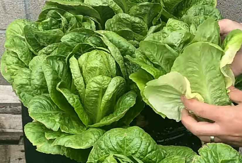 Growing Lettuce in Containers