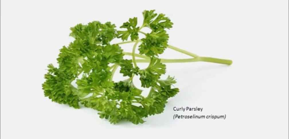 Parsley