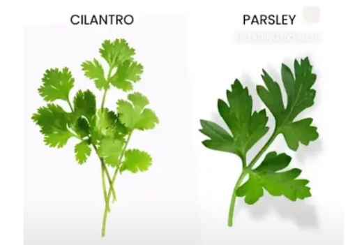cilantro vs Parsley