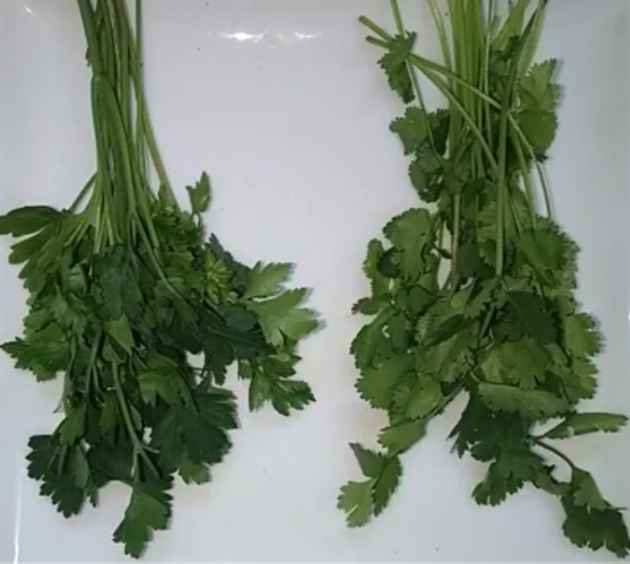 Parsley and cilantro