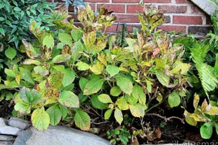 Yellow Hydrangea Leaves