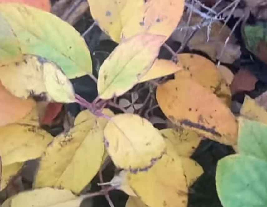 Yellow Leaves in Hydrangea